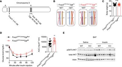 An OGT-STAT5 Axis in Regulatory T Cells Controls Energy and Iron Metabolism